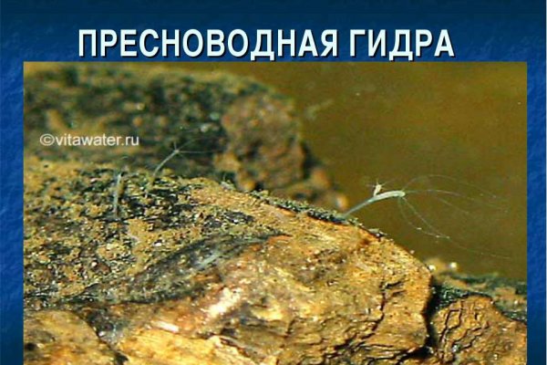 Кракен сайт в тор браузере