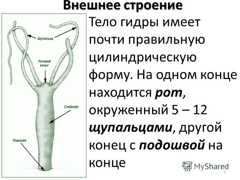 Кракен маркет даркнет слушать